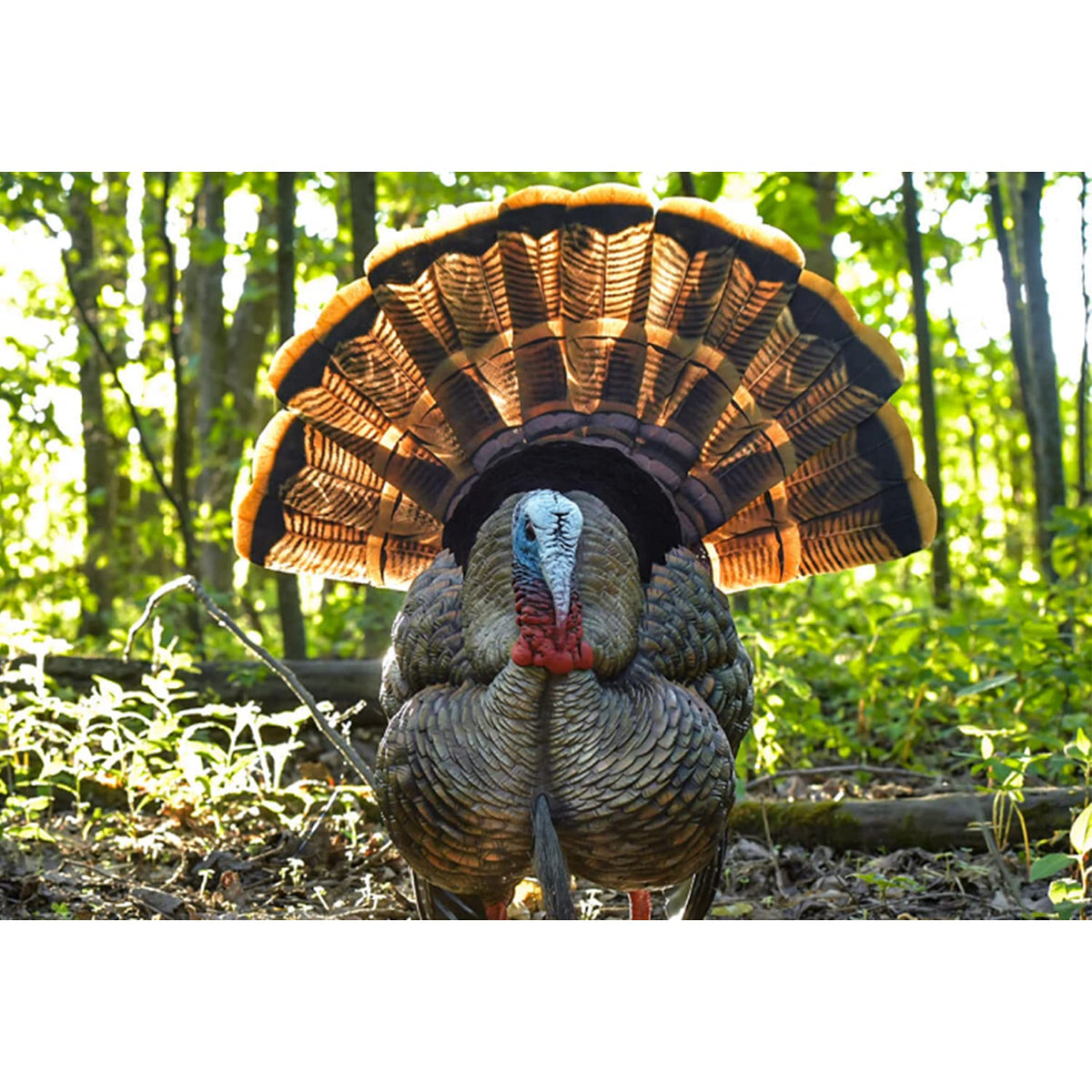 Avian-X HDR Strutter HDR Turkey Decoy